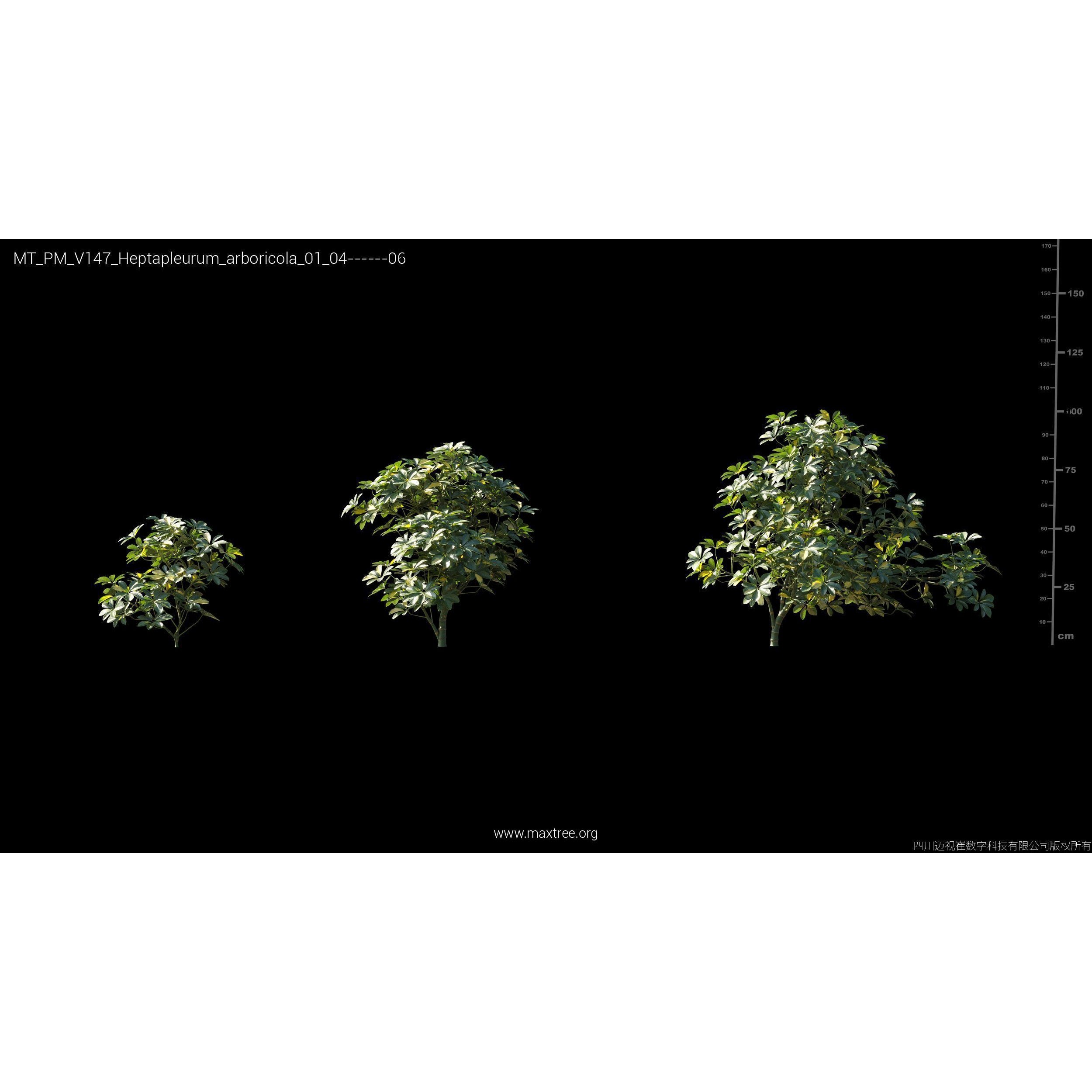 Maxtree Plant Models Vol 147 - High-Quality 3D Model - View 28