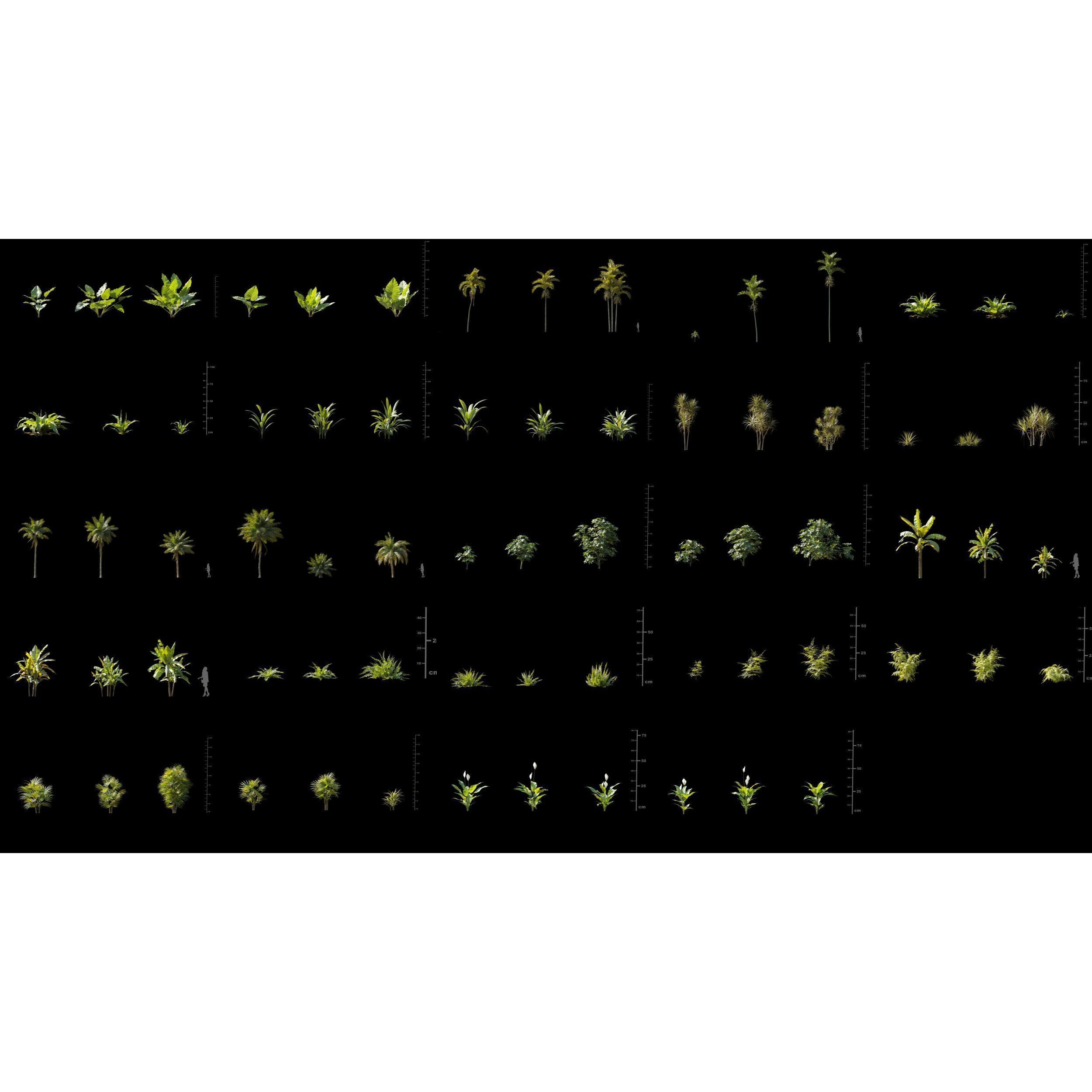 Maxtree Plant Models Vol 147 - High-Quality 3D Model - View 6