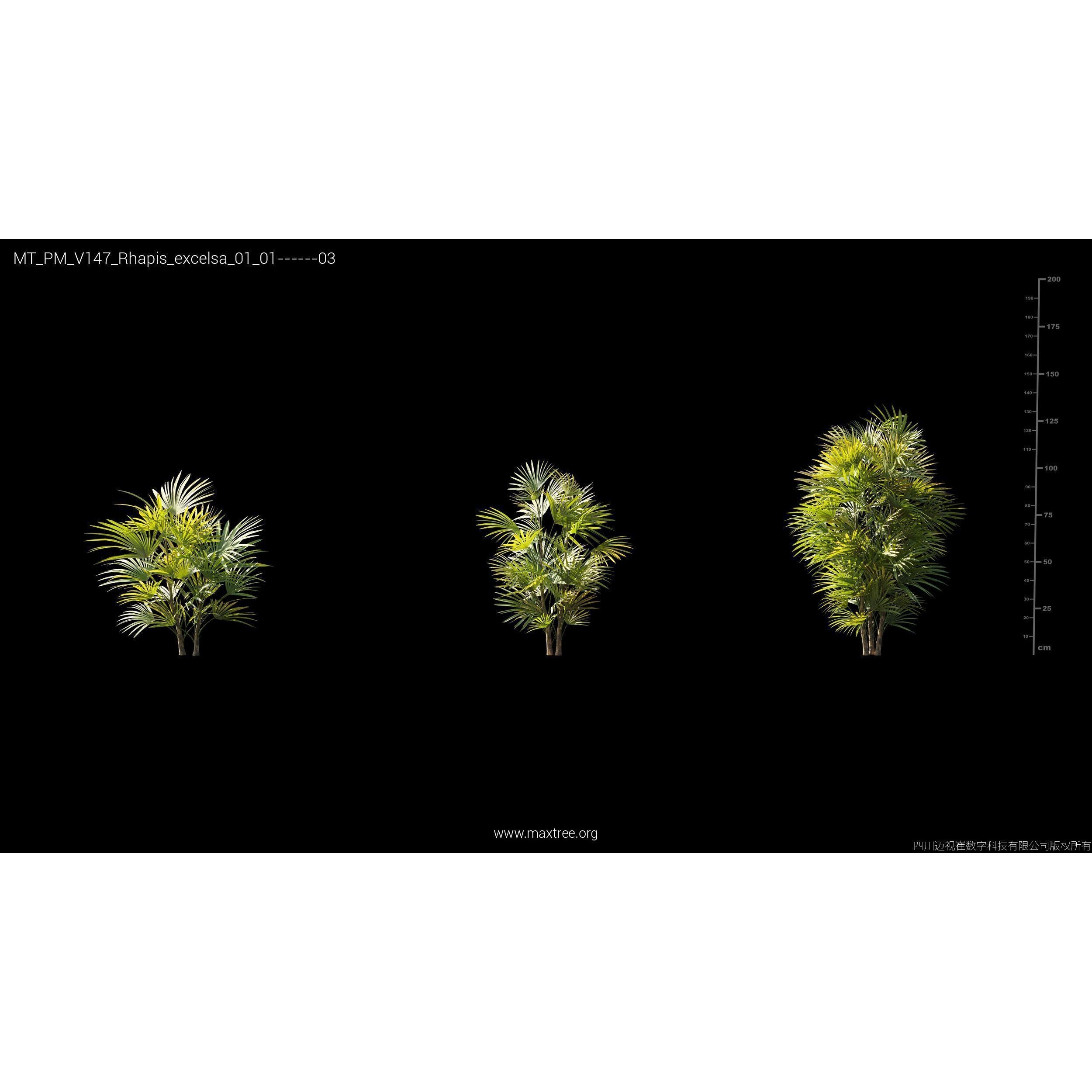 Maxtree Plant Models Vol 147 - High-Quality 3D Model - View 7