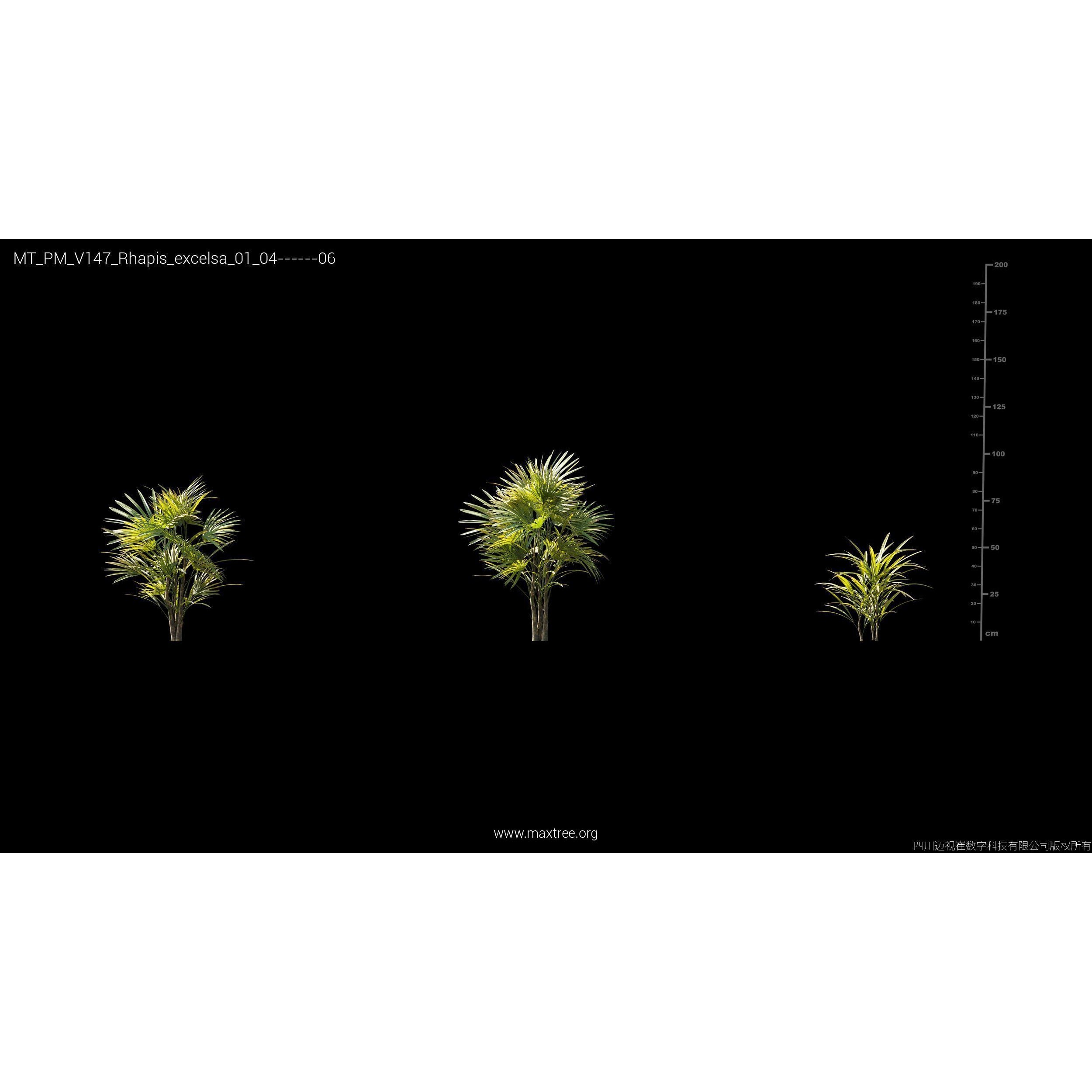 Maxtree Plant Models Vol 147 - High-Quality 3D Model - View 8