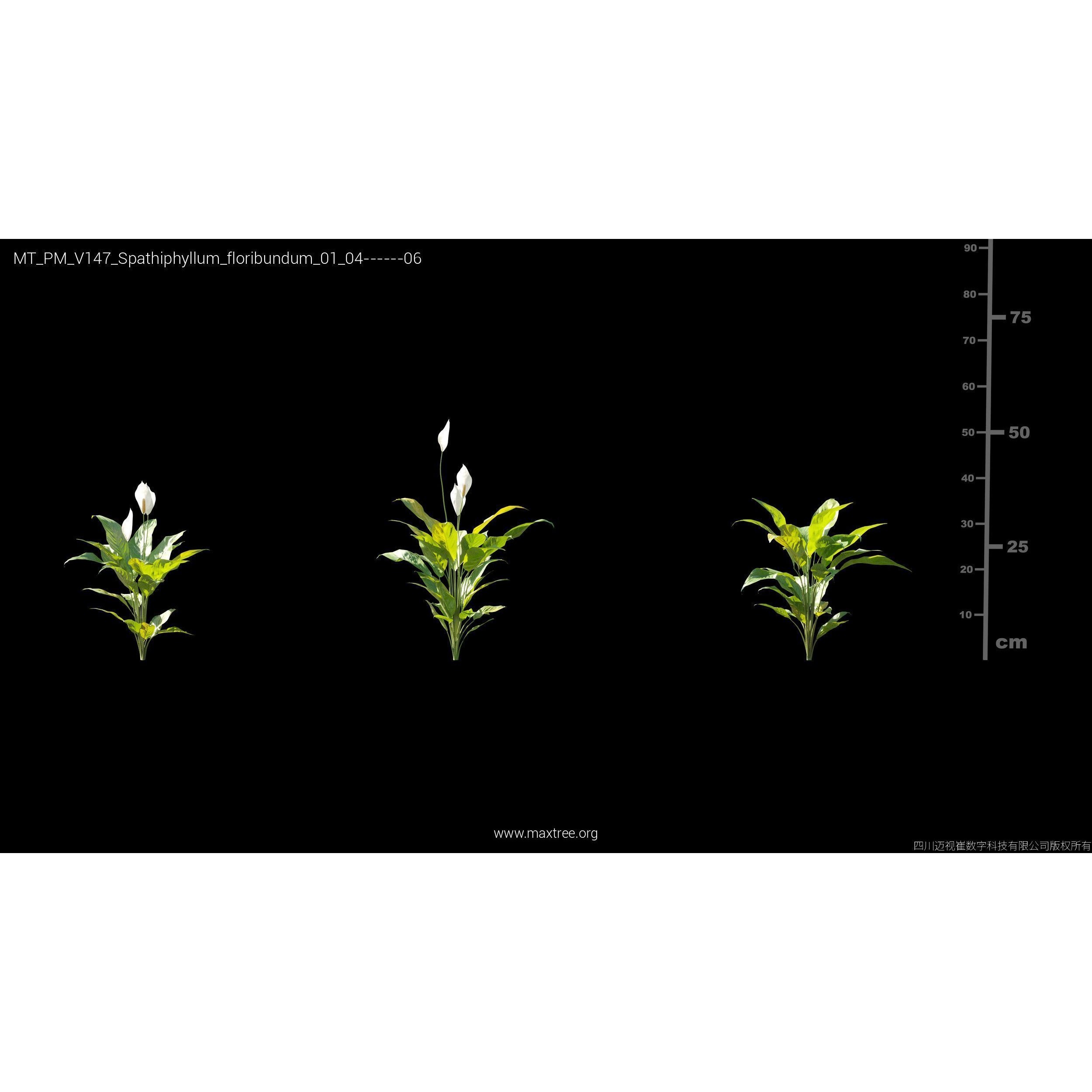 Maxtree Plant Models Vol 147 - High-Quality 3D Model - View 9