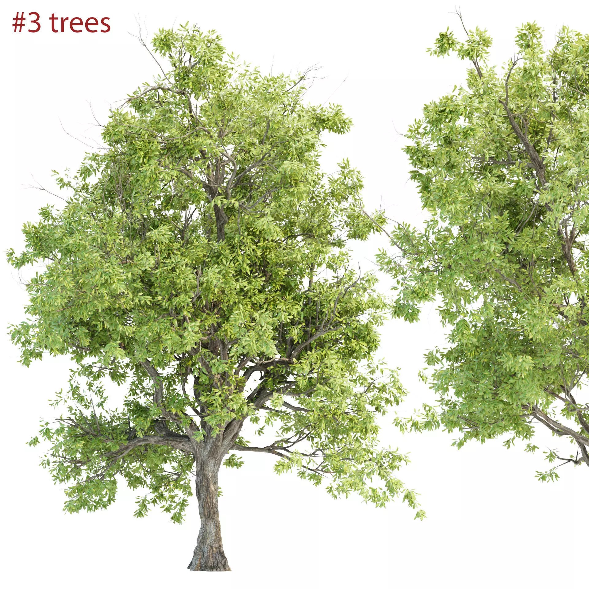 Summer Trees Collection Vol 226 - PBR 3D Model - View 2