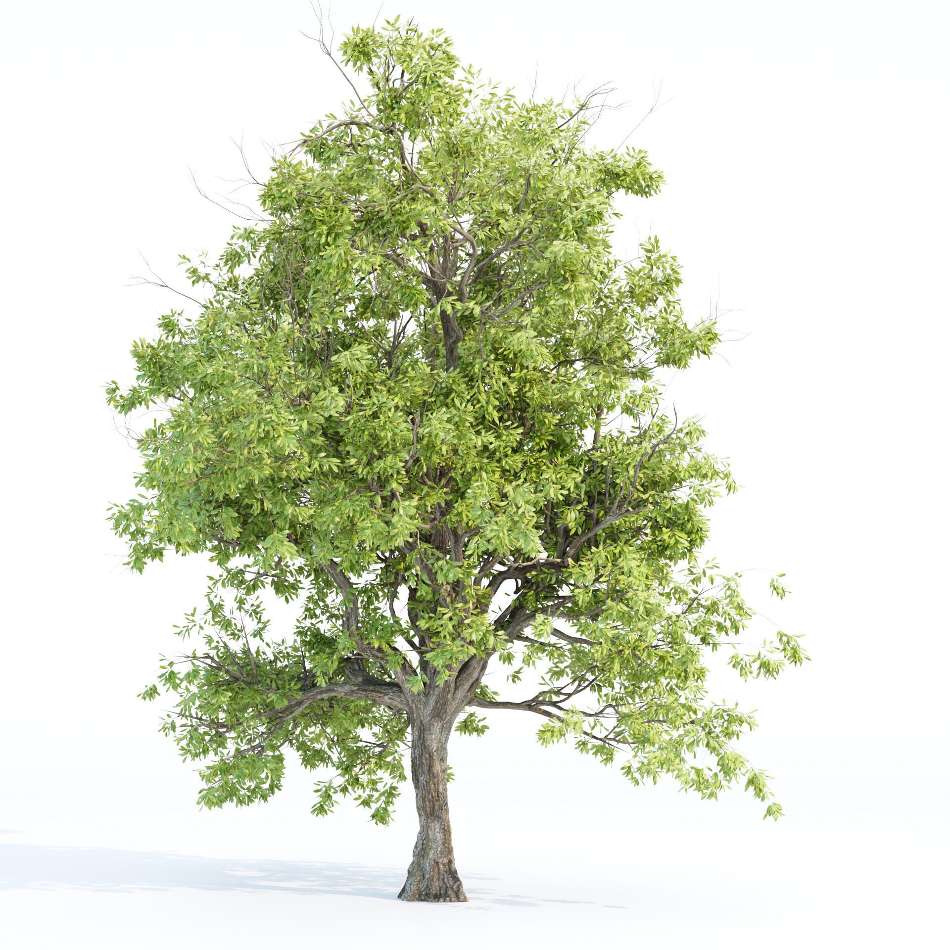 Summer Trees Collection Vol 226 - PBR 3D Model - View 3