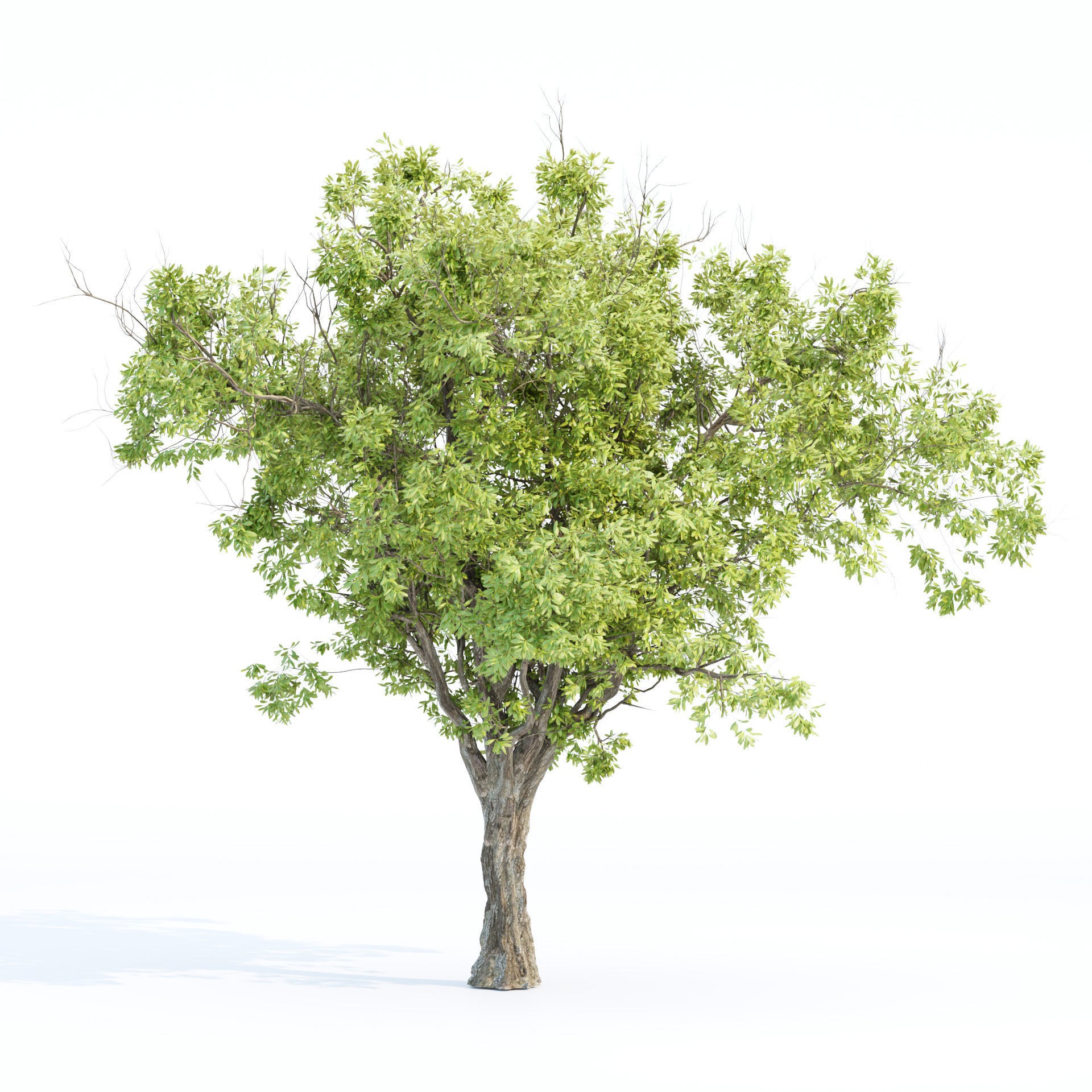 Summer Trees Collection Vol 226 - PBR 3D Model - View 4