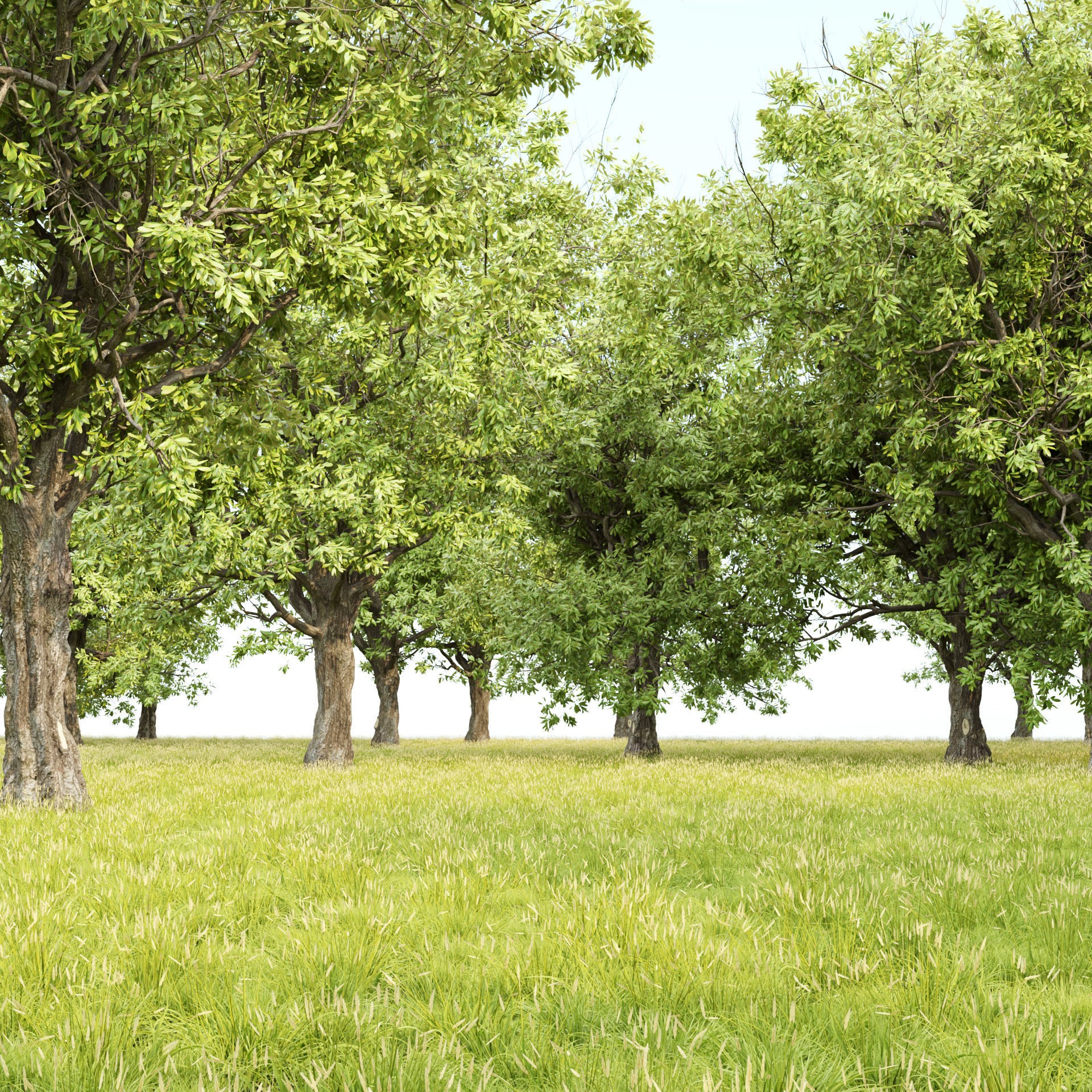 Summer Trees Collection Vol 226 - PBR 3D Model - View 5