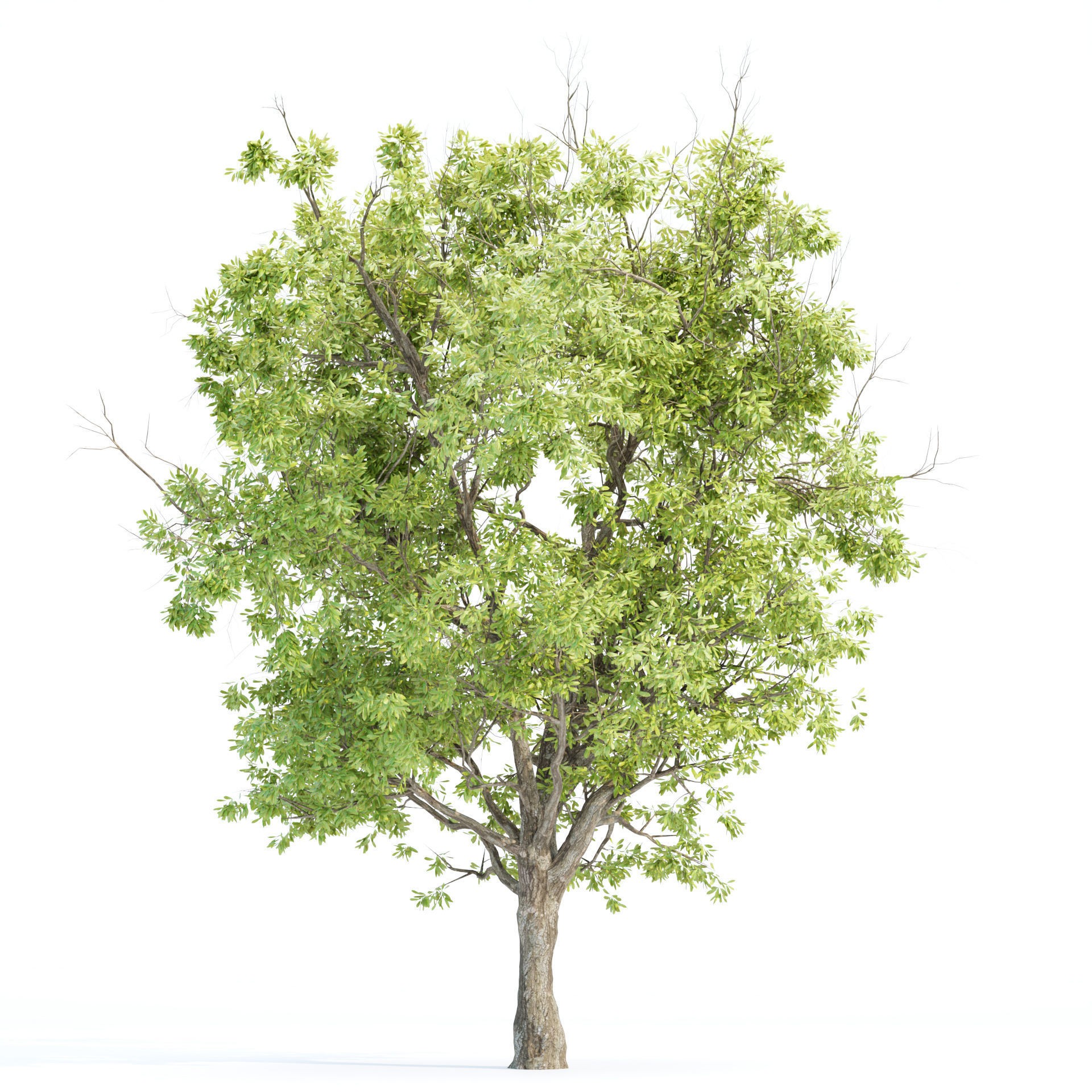 Summer Trees Collection Vol 226 - PBR 3D Model - View 6
