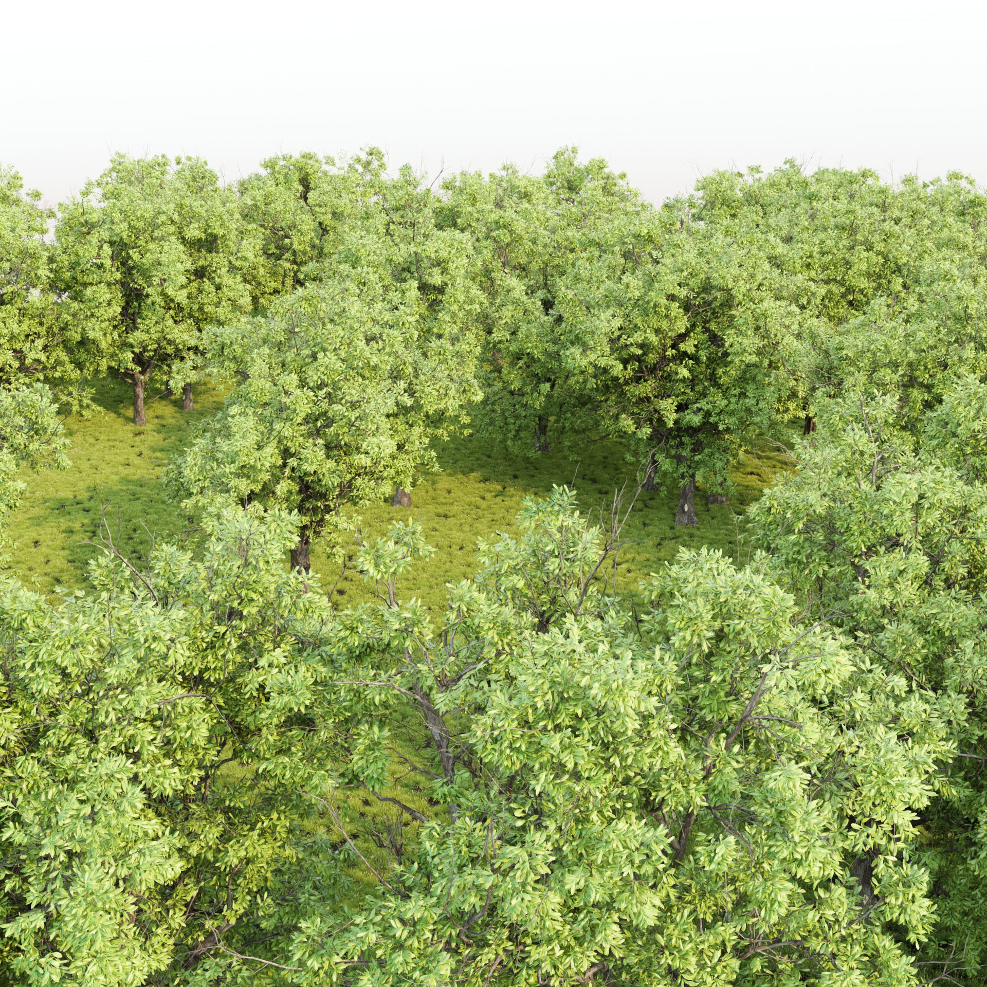 Summer Trees Collection Vol 226 - PBR 3D Model - View 7