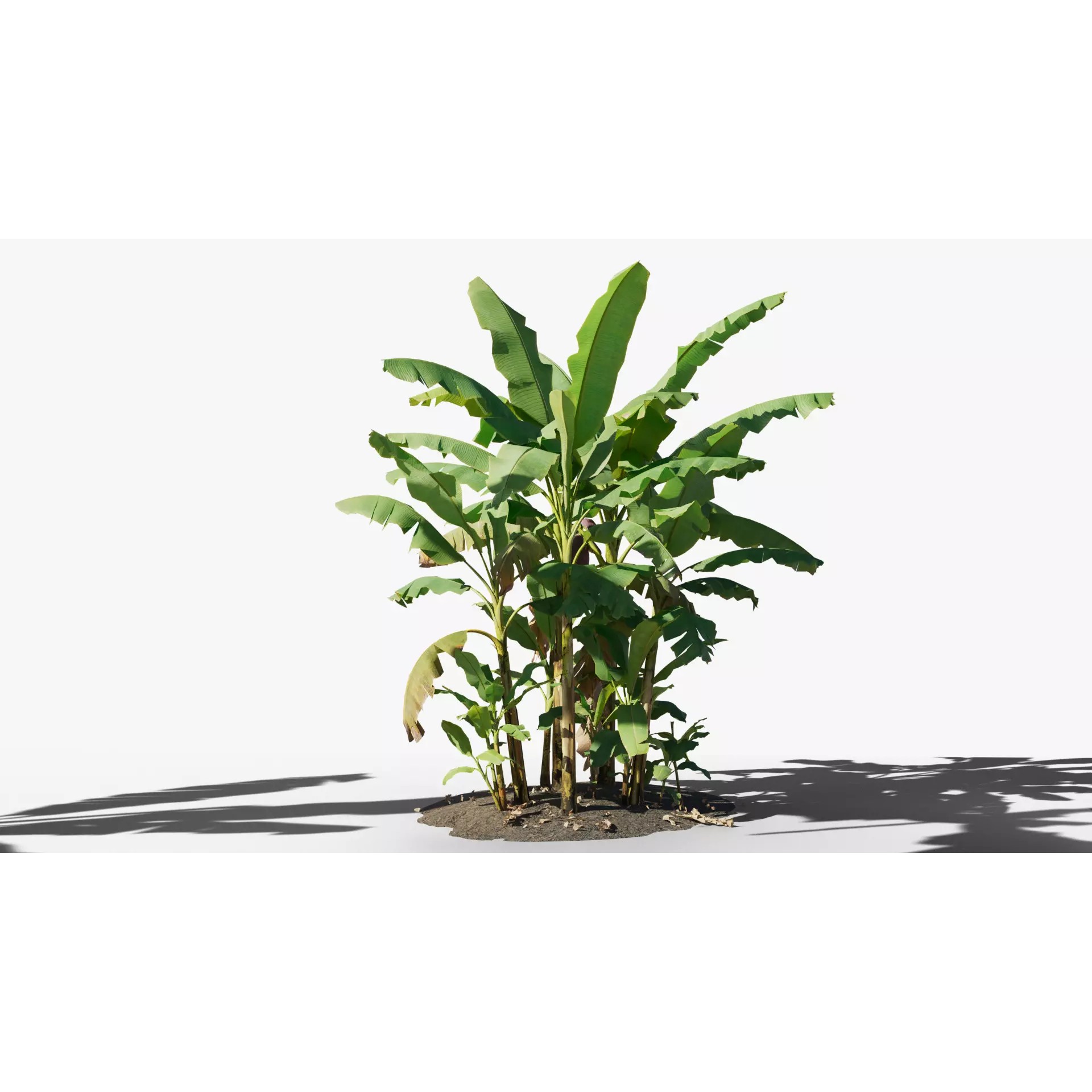 Musa Basjoo - Low-Poly Game-Ready 3D Model - View 2