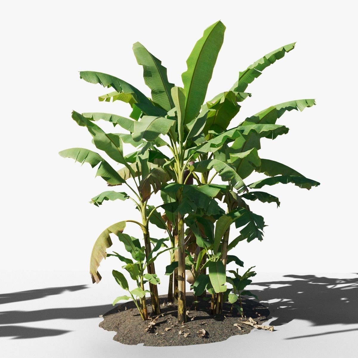 Musa Basjoo - Low-Poly Game-Ready 3D Model - View 3