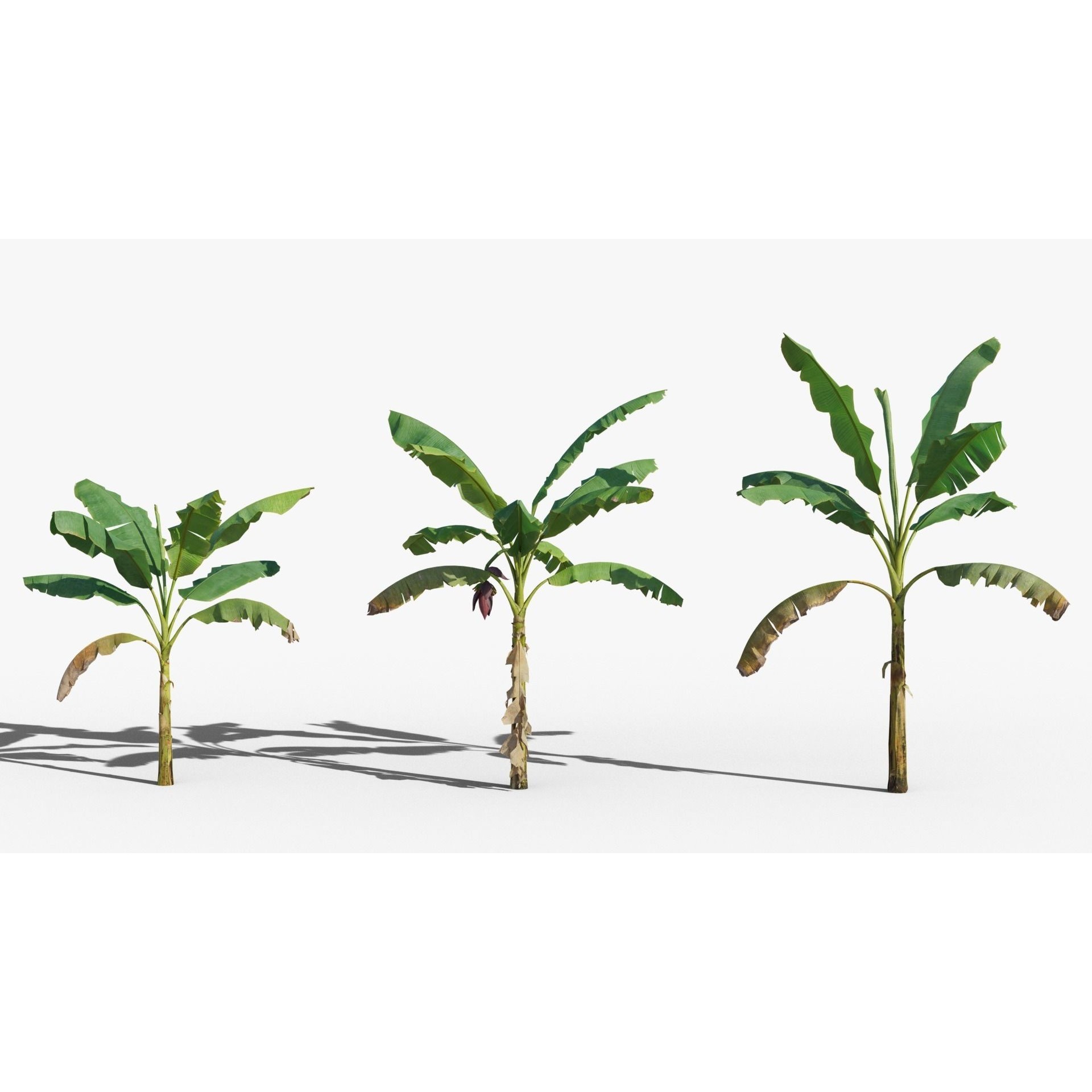 Musa Basjoo - Low-Poly Game-Ready 3D Model - View 5