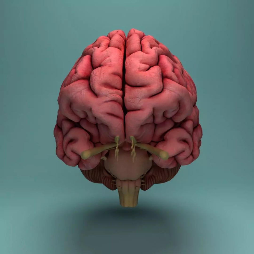 Human Brain 3D Model – Realistic Medical Anatomy, FBX, OBJ - View 10