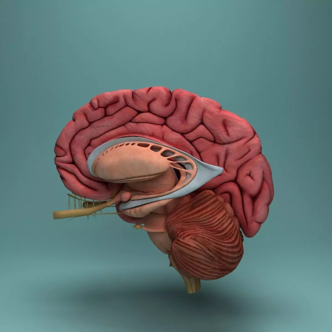 Human Brain 3D Model – Realistic Medical Anatomy, FBX, OBJ - View 11