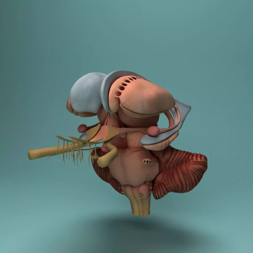Human Brain 3D Model – Realistic Medical Anatomy, FBX, OBJ - View 12