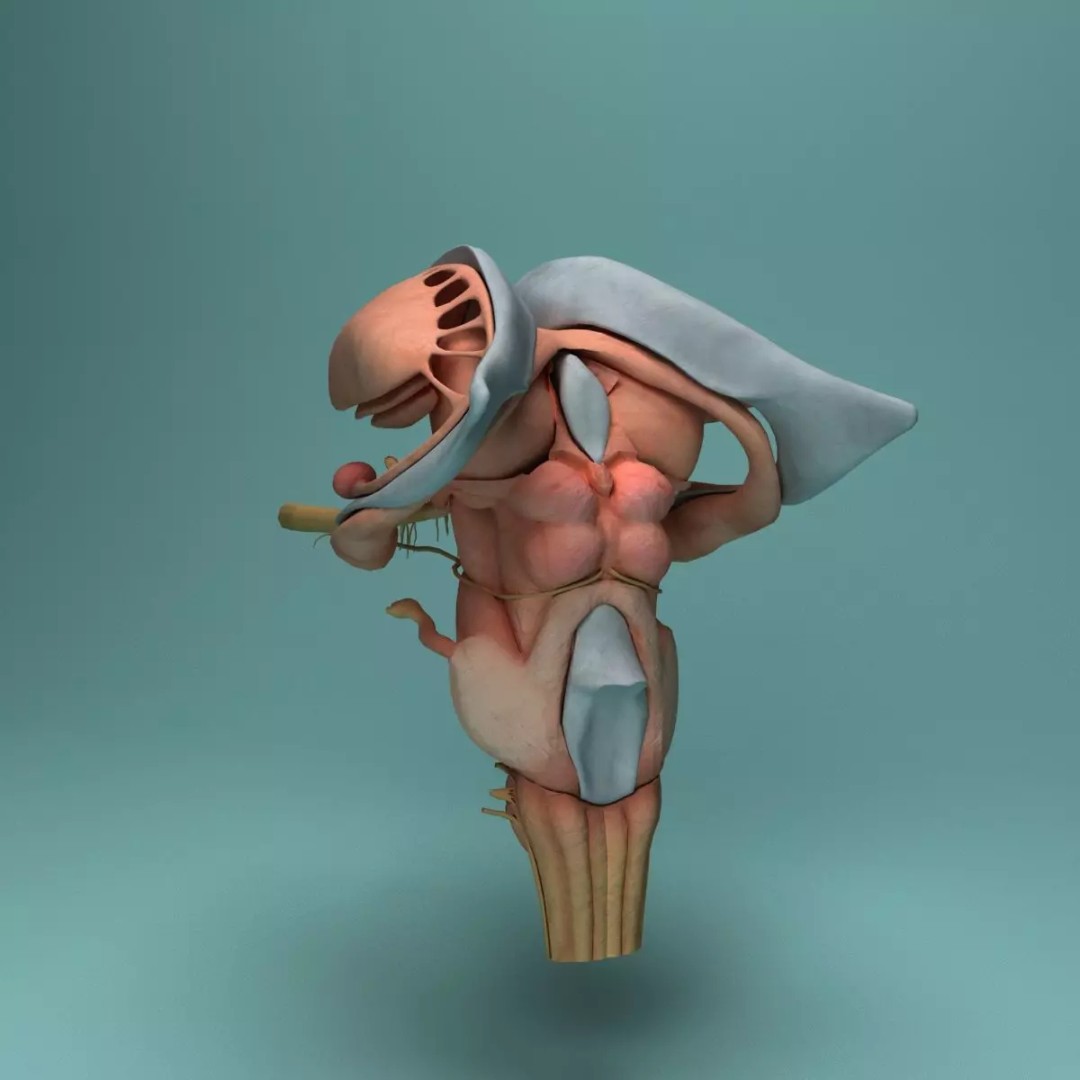 Human Brain 3D Model – Realistic Medical Anatomy, FBX, OBJ - View 14