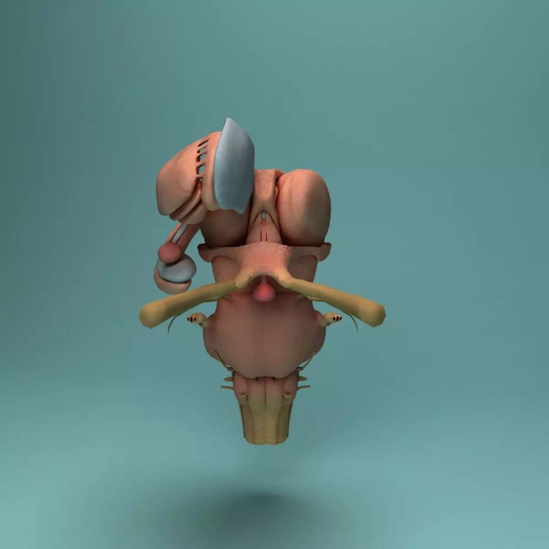 Human Brain 3D Model – Realistic Medical Anatomy, FBX, OBJ - View 15