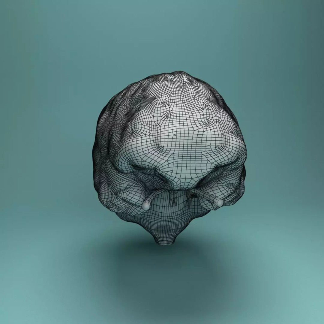 Human Brain 3D Model – Realistic Medical Anatomy, FBX, OBJ - View 16