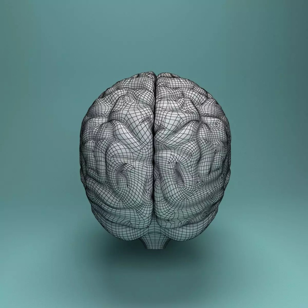 Human Brain 3D Model – Realistic Medical Anatomy, FBX, OBJ - View 17