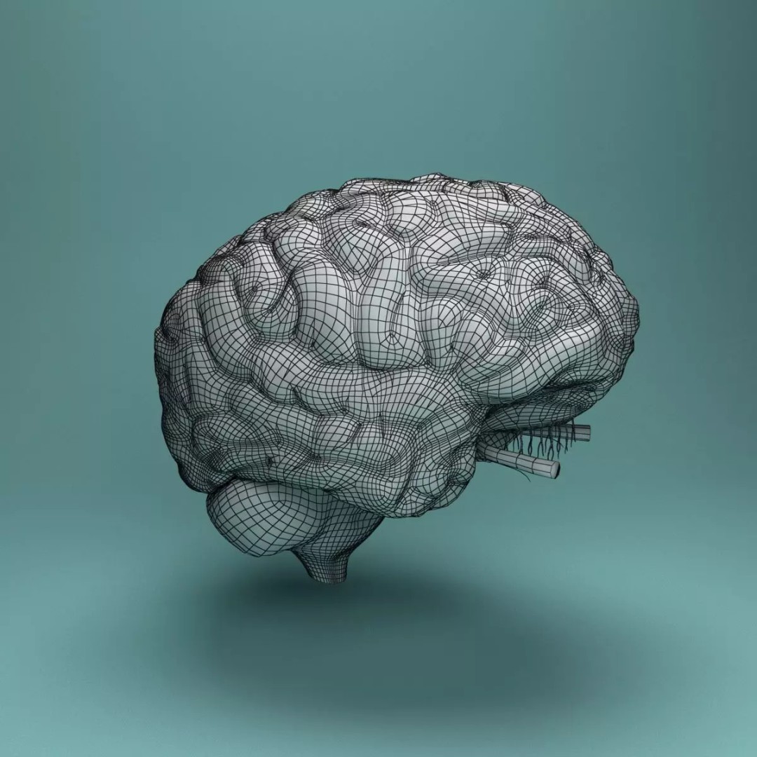 Human Brain 3D Model – Realistic Medical Anatomy, FBX, OBJ - View 18