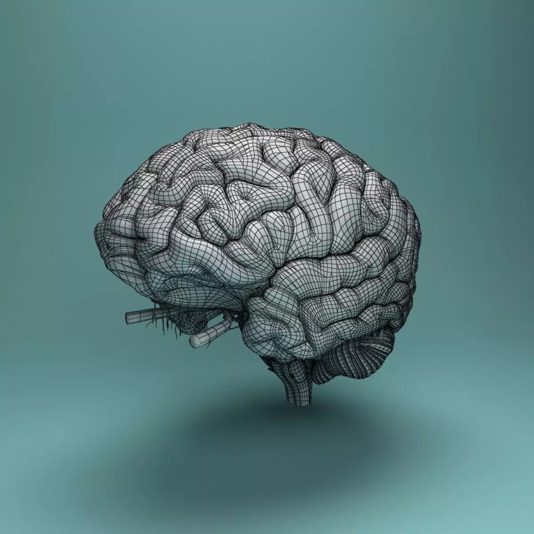 Human Brain 3D Model – Realistic Medical Anatomy, FBX, OBJ - View 19