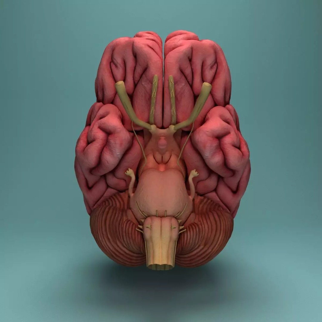 Human Brain 3D Model – Realistic Medical Anatomy, FBX, OBJ - View 2