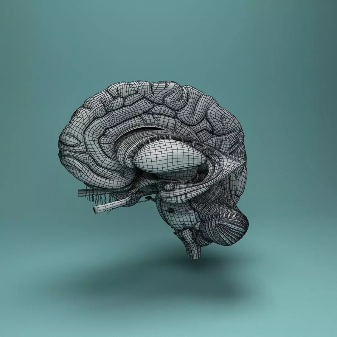 Human Brain 3D Model – Realistic Medical Anatomy, FBX, OBJ - View 20