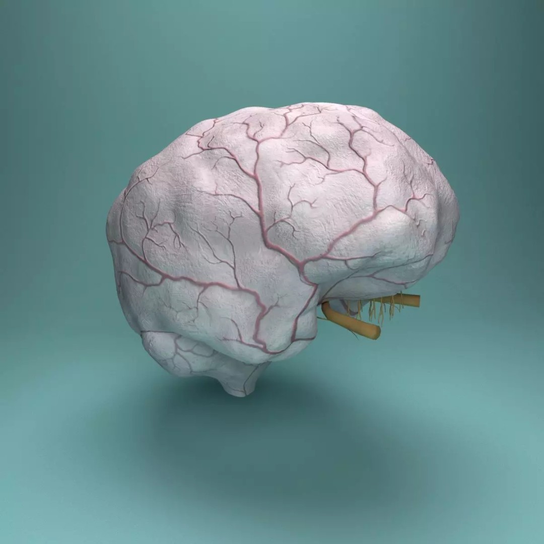 Human Brain 3D Model – Realistic Medical Anatomy, FBX, OBJ - View 3