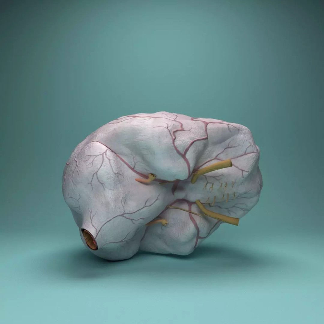 Human Brain 3D Model – Realistic Medical Anatomy, FBX, OBJ - View 4