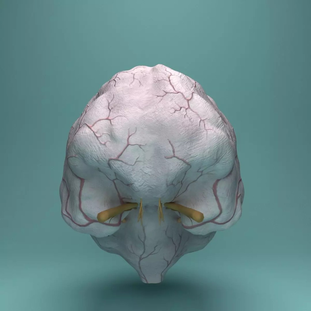 Human Brain 3D Model – Realistic Medical Anatomy, FBX, OBJ - View 5