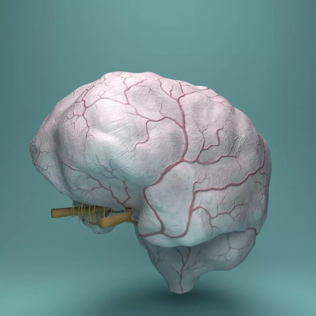 Human Brain 3D Model – Realistic Medical Anatomy, FBX, OBJ - View 6