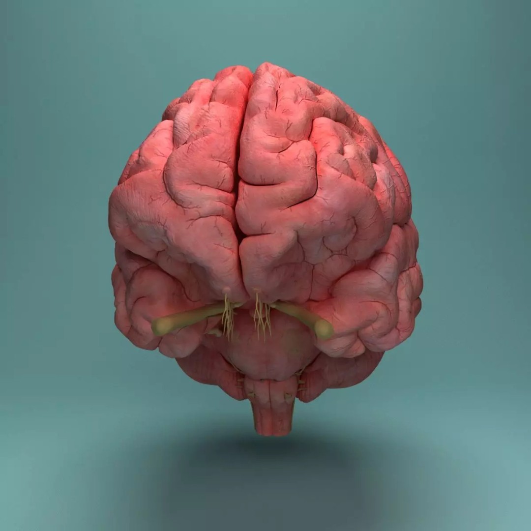 Human Brain 3D Model – Realistic Medical Anatomy, FBX, OBJ - View 7