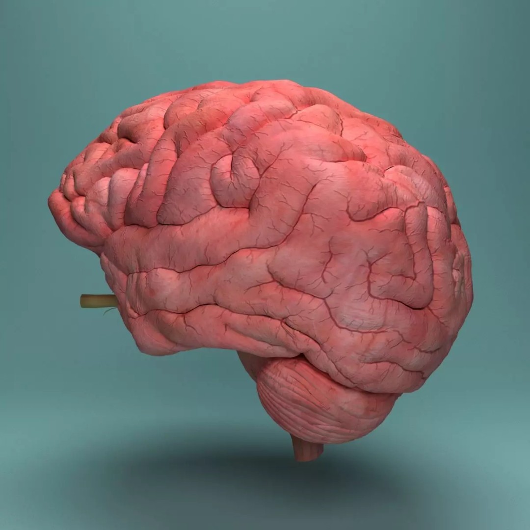 Human Brain 3D Model – Realistic Medical Anatomy, FBX, OBJ - View 8