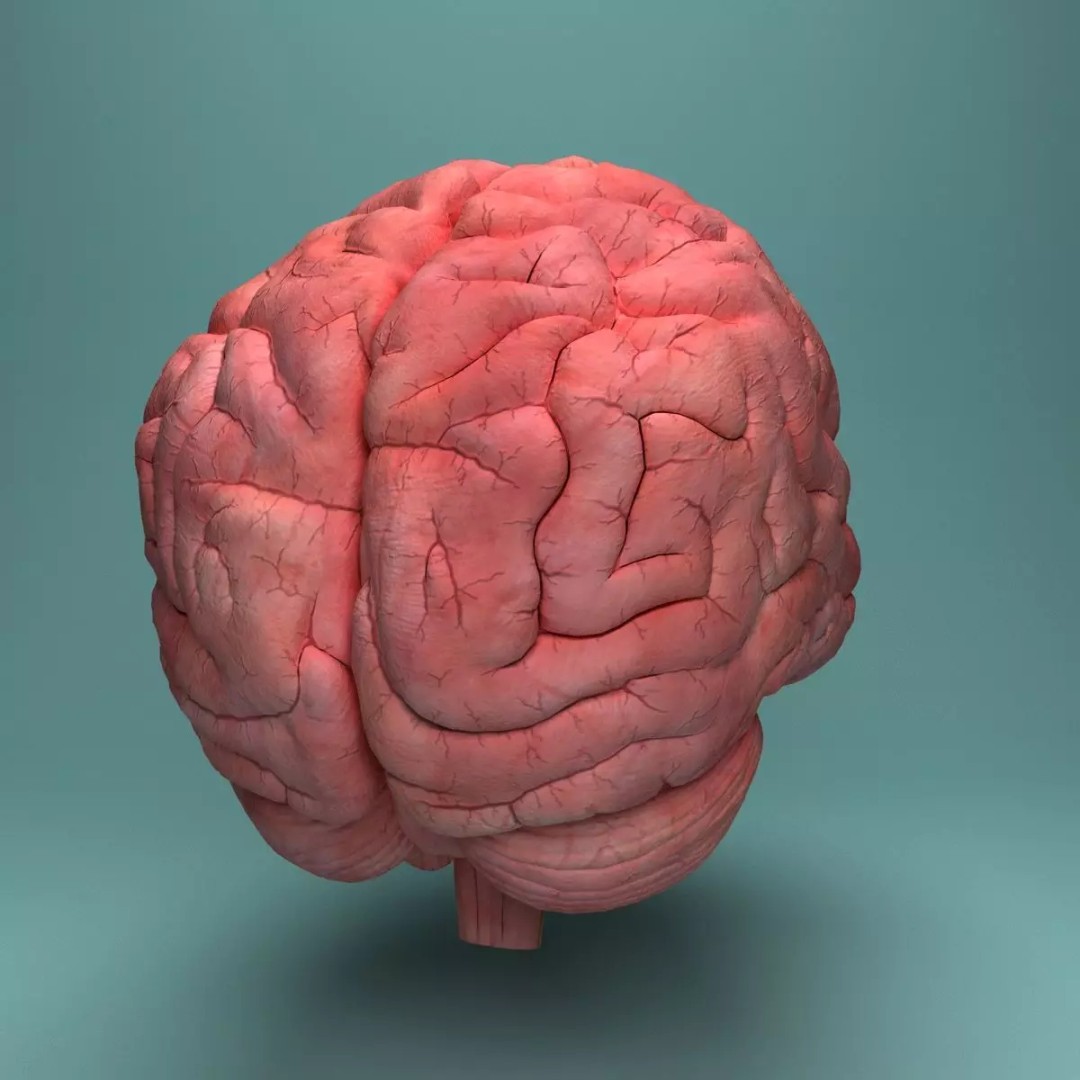 Human Brain 3D Model – Realistic Medical Anatomy, FBX, OBJ - View 9