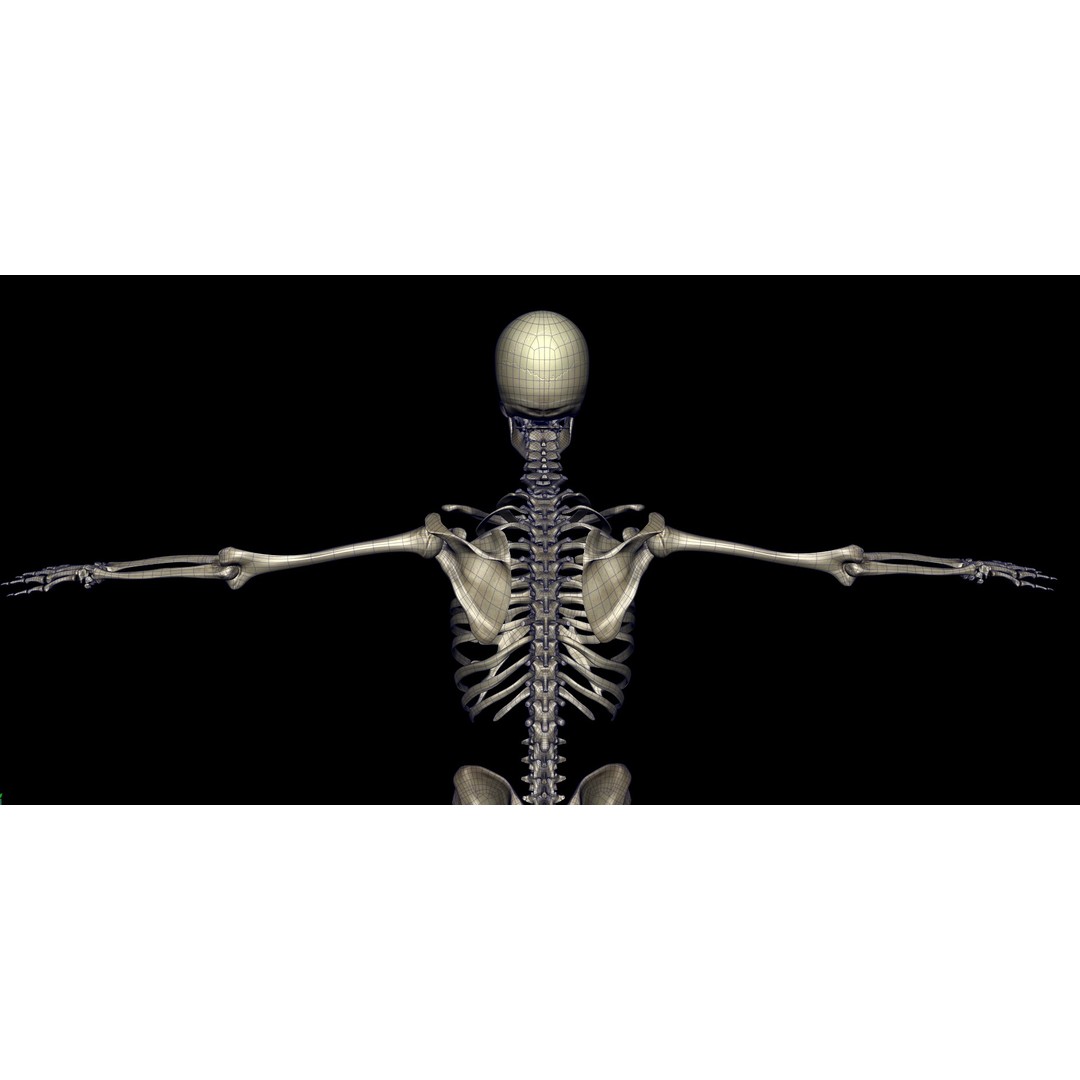Skeleton 3D Model – Low Poly Character with PBR Textures, FBX