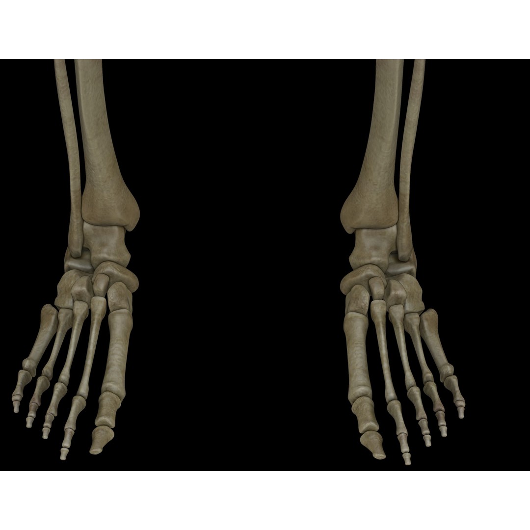 Skeleton 3D Model – Low Poly Character with PBR Textures, FBX - View 10