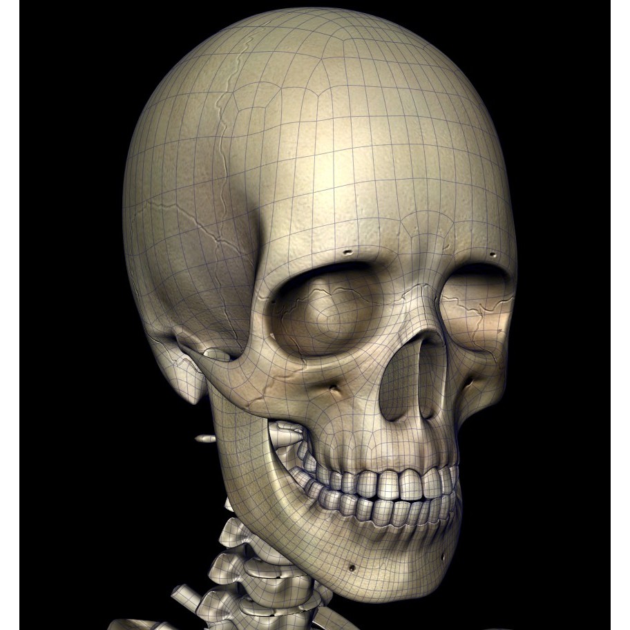 Skeleton 3D Model – Low Poly Character with PBR Textures, FBX - View 11