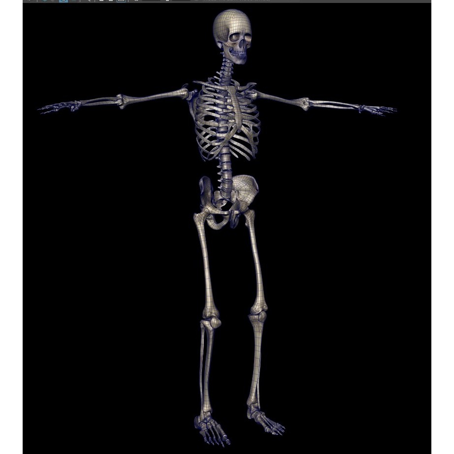 Skeleton 3D Model – Low Poly Character with PBR Textures, FBX - View 12
