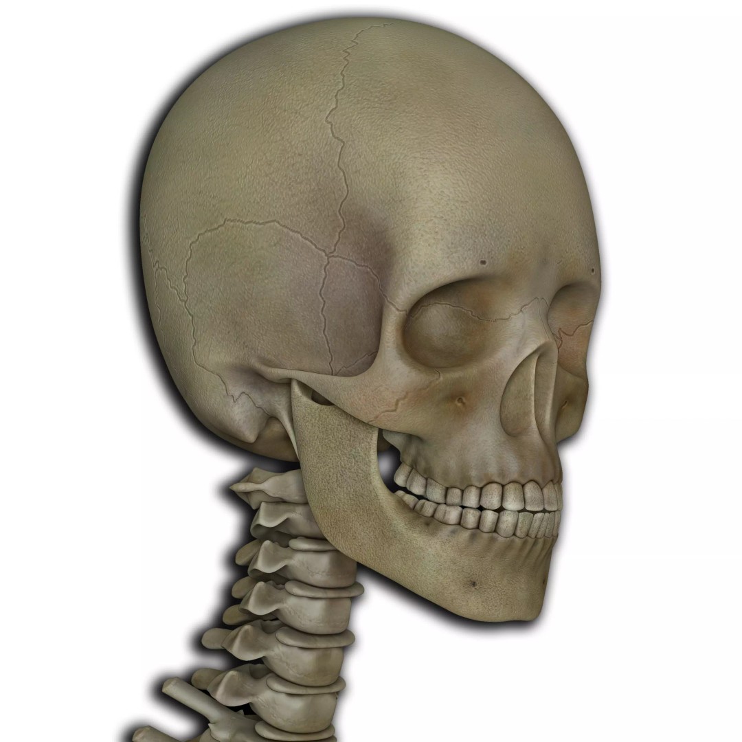 Skeleton 3D Model – Low Poly Character with PBR Textures, FBX - View 2
