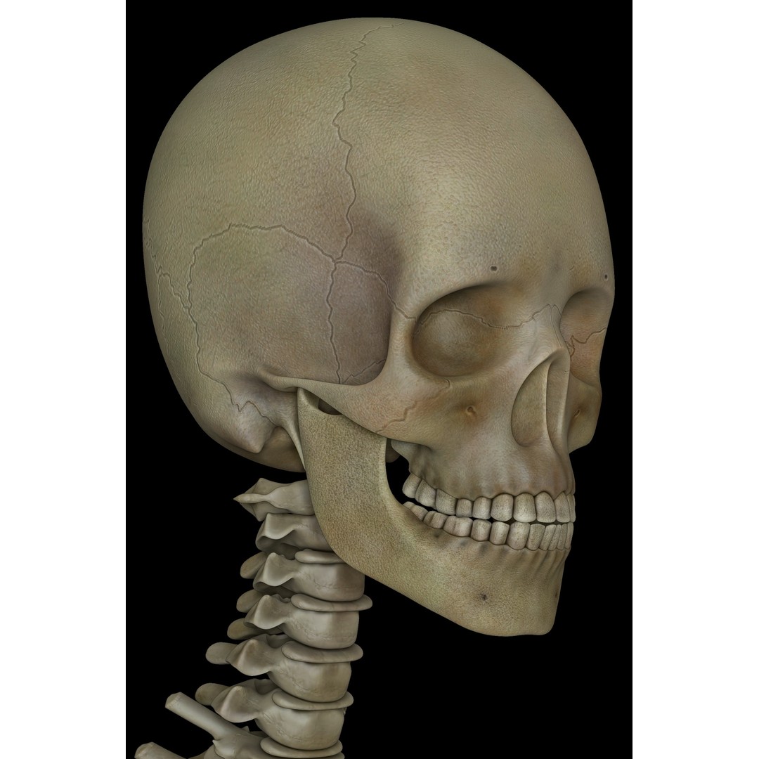 Skeleton 3D Model – Low Poly Character with PBR Textures, FBX - View 3