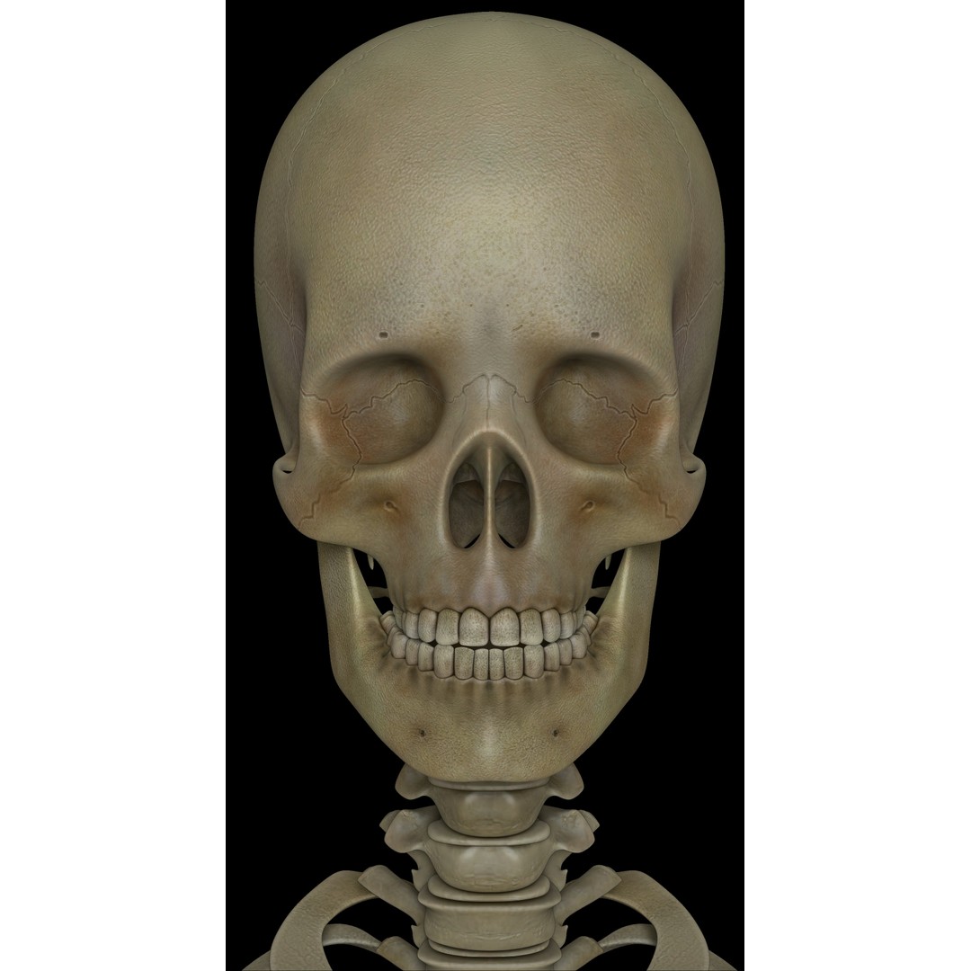 Skeleton 3D Model – Low Poly Character with PBR Textures, FBX - View 4