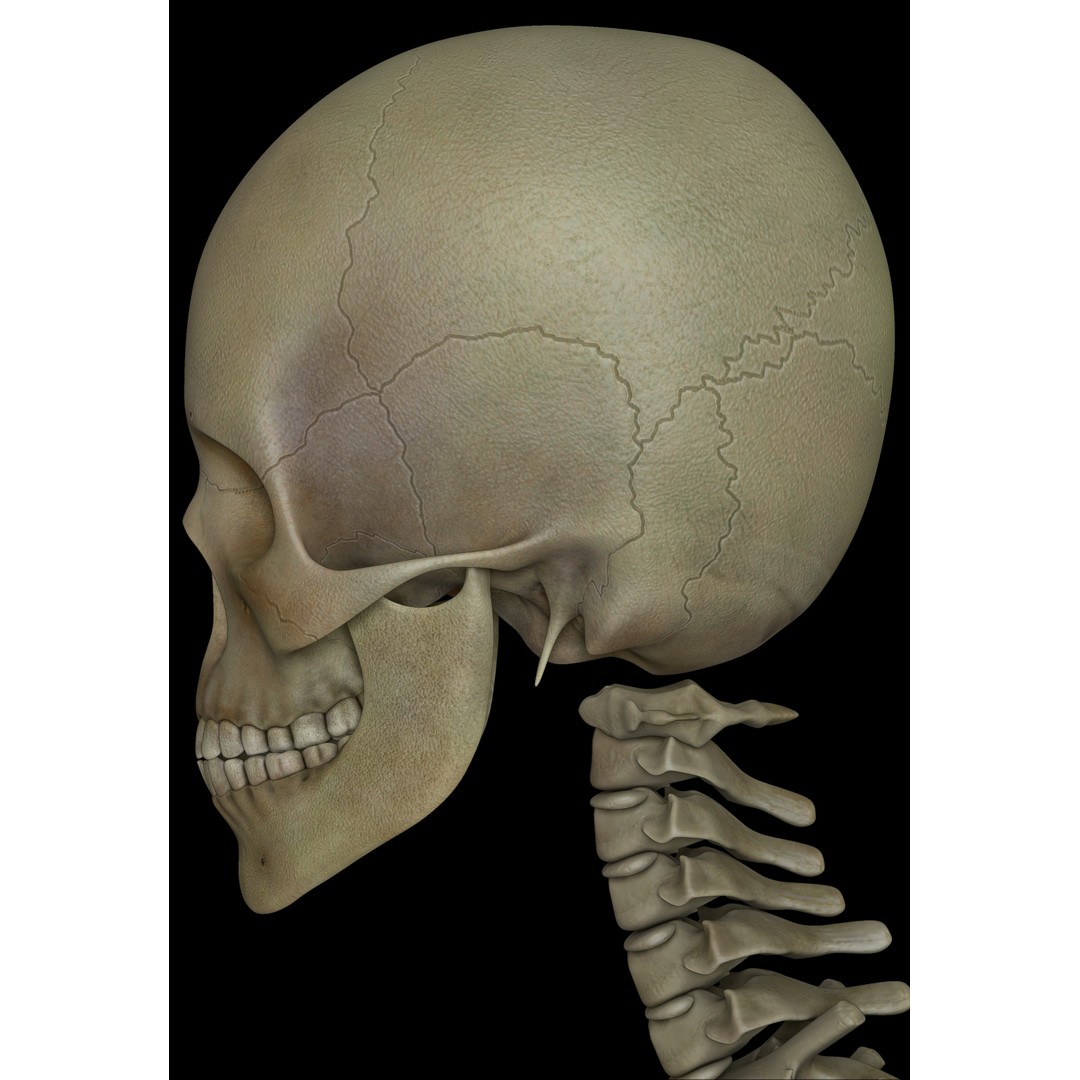 Skeleton 3D Model – Low Poly Character with PBR Textures, FBX - View 5