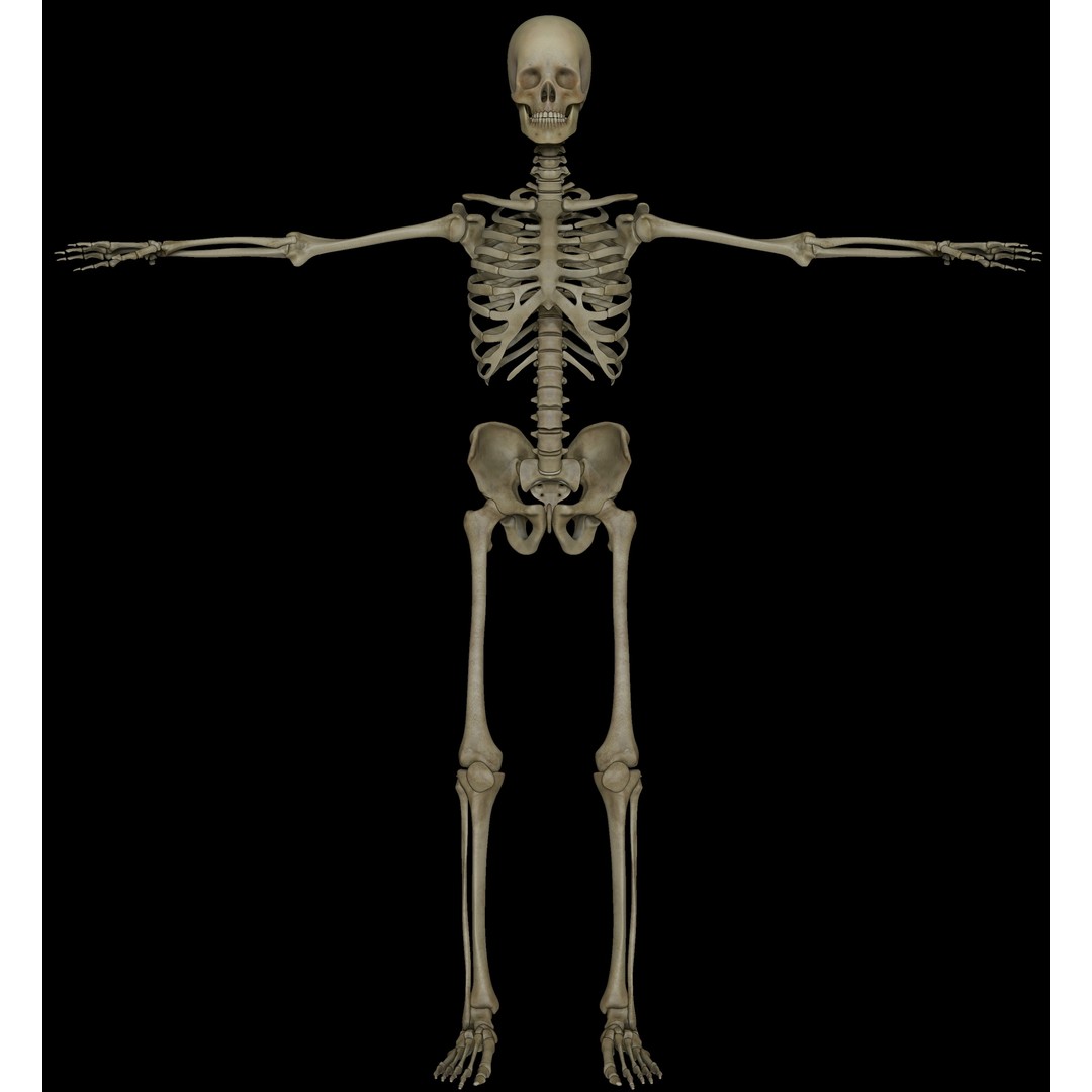 Skeleton 3D Model – Low Poly Character with PBR Textures, FBX - View 6