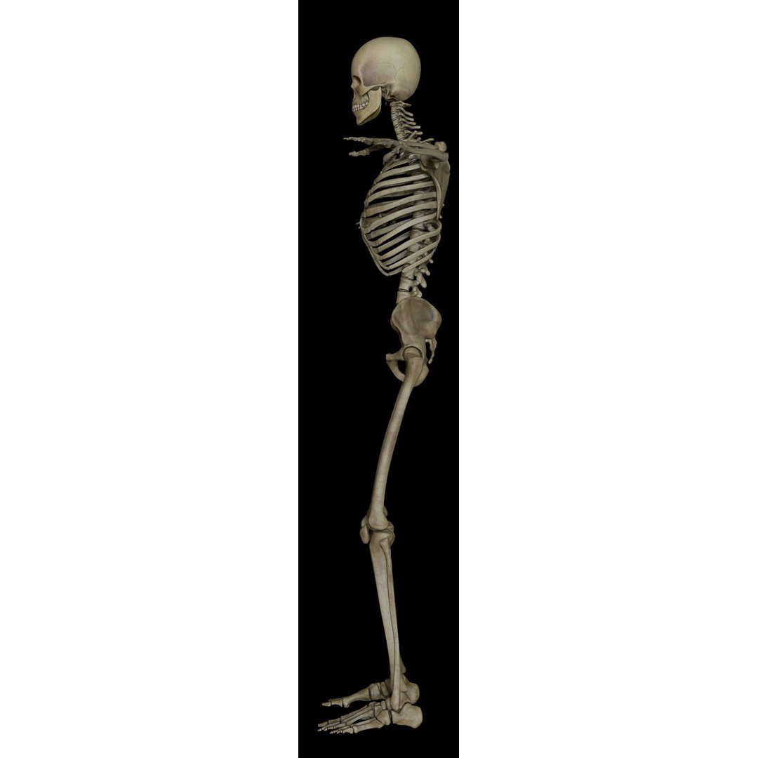 Skeleton 3D Model – Low Poly Character with PBR Textures, FBX - View 7