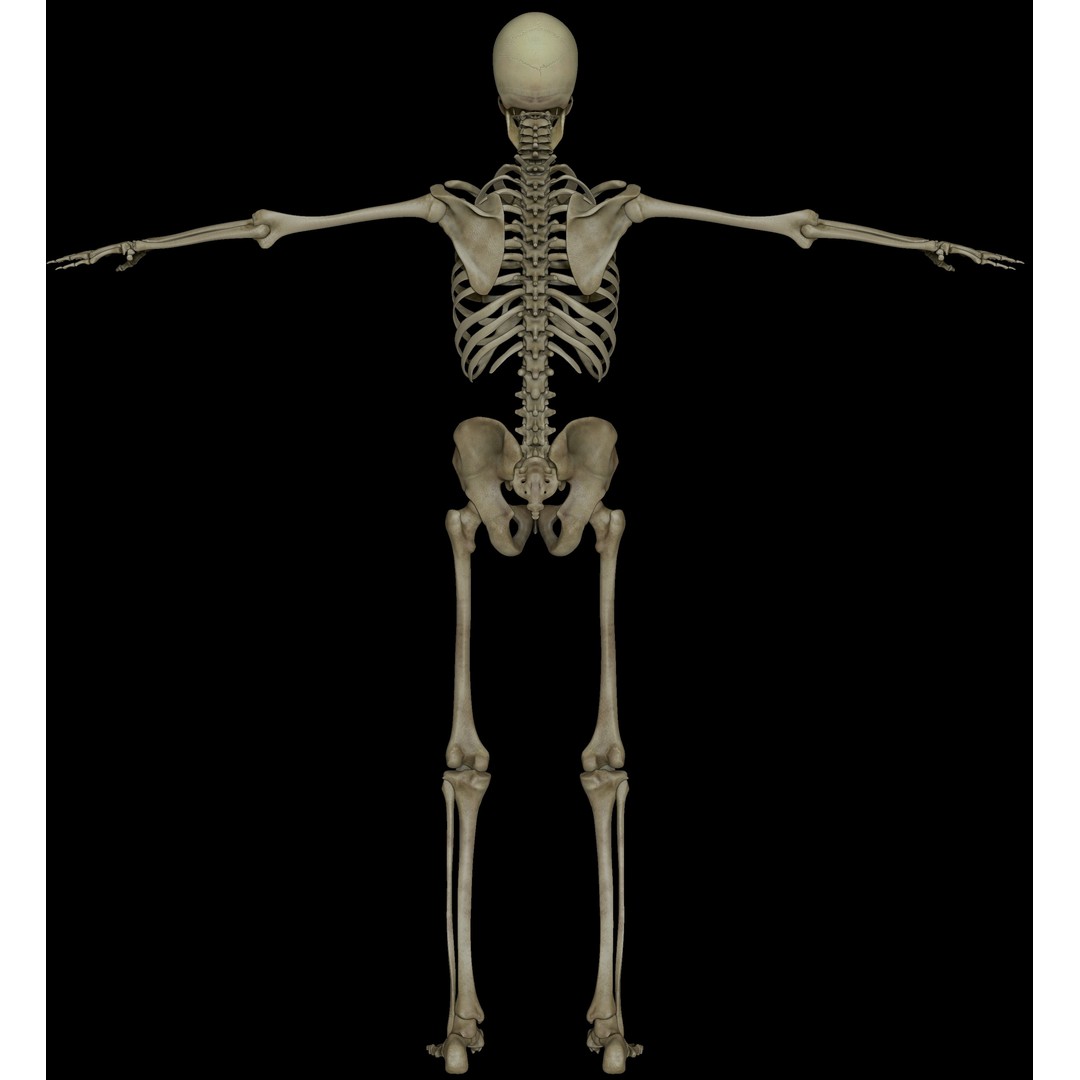 Skeleton 3D Model – Low Poly Character with PBR Textures, FBX - View 8