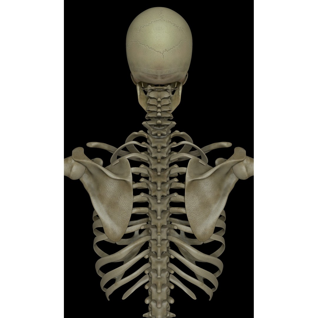 Skeleton 3D Model – Low Poly Character with PBR Textures, FBX - View 9