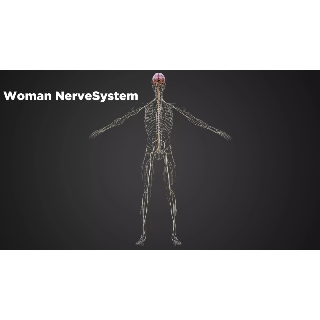 Human Nervous System 3D Model – Low-Poly Brain Anatomy, FBX & Blender