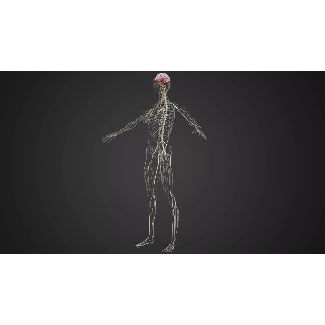 Human Nervous System 3D Model – Low-Poly Brain Anatomy, FBX & Blender - View 2