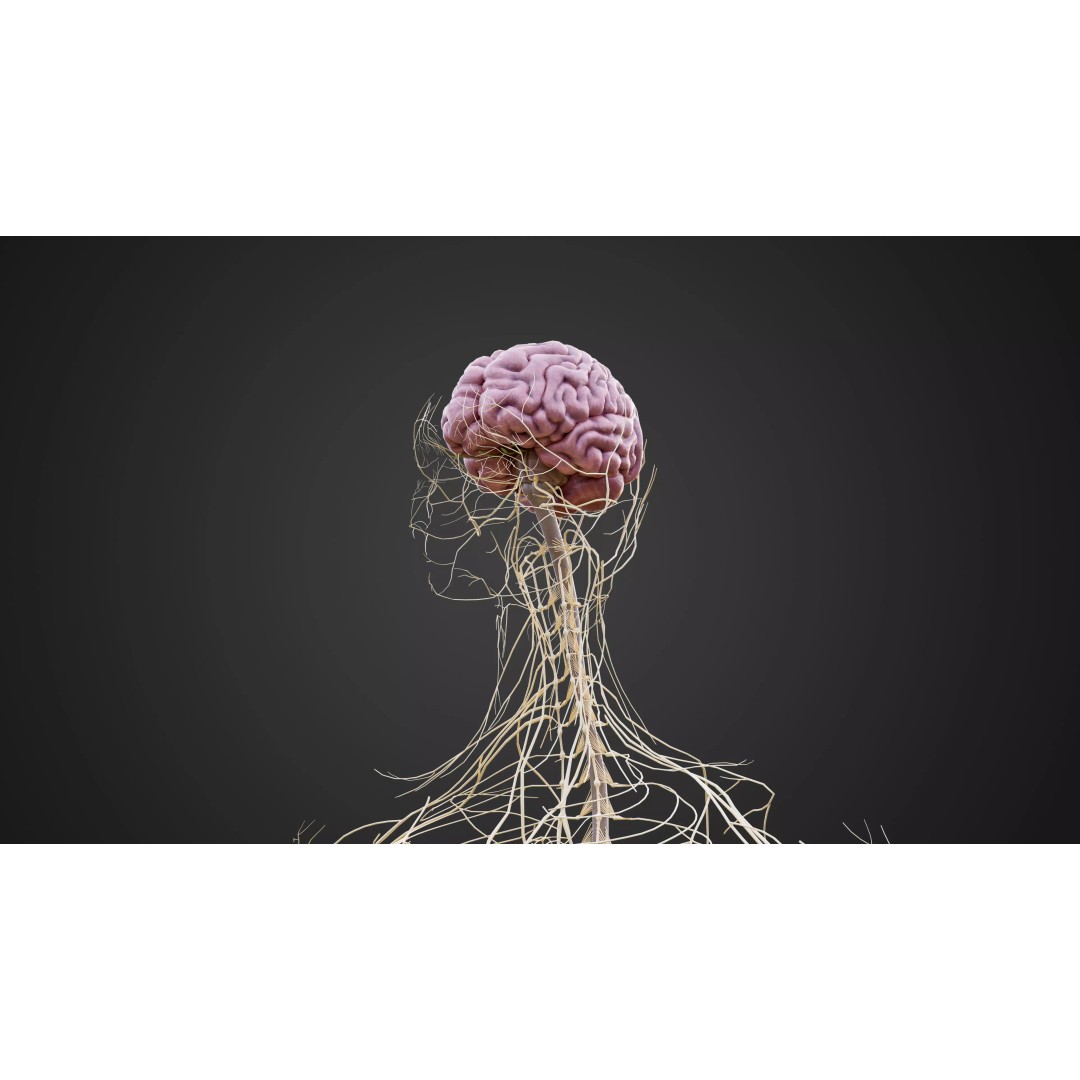Human Nervous System 3D Model – Low-Poly Brain Anatomy, FBX & Blender - View 4