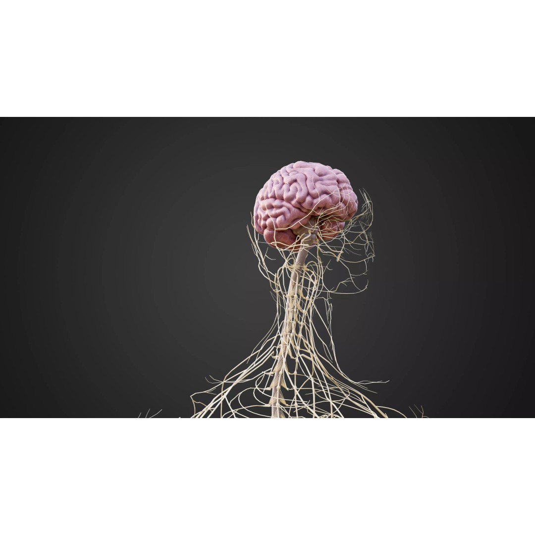 Human Nervous System 3D Model – Low-Poly Brain Anatomy, FBX & Blender - View 5