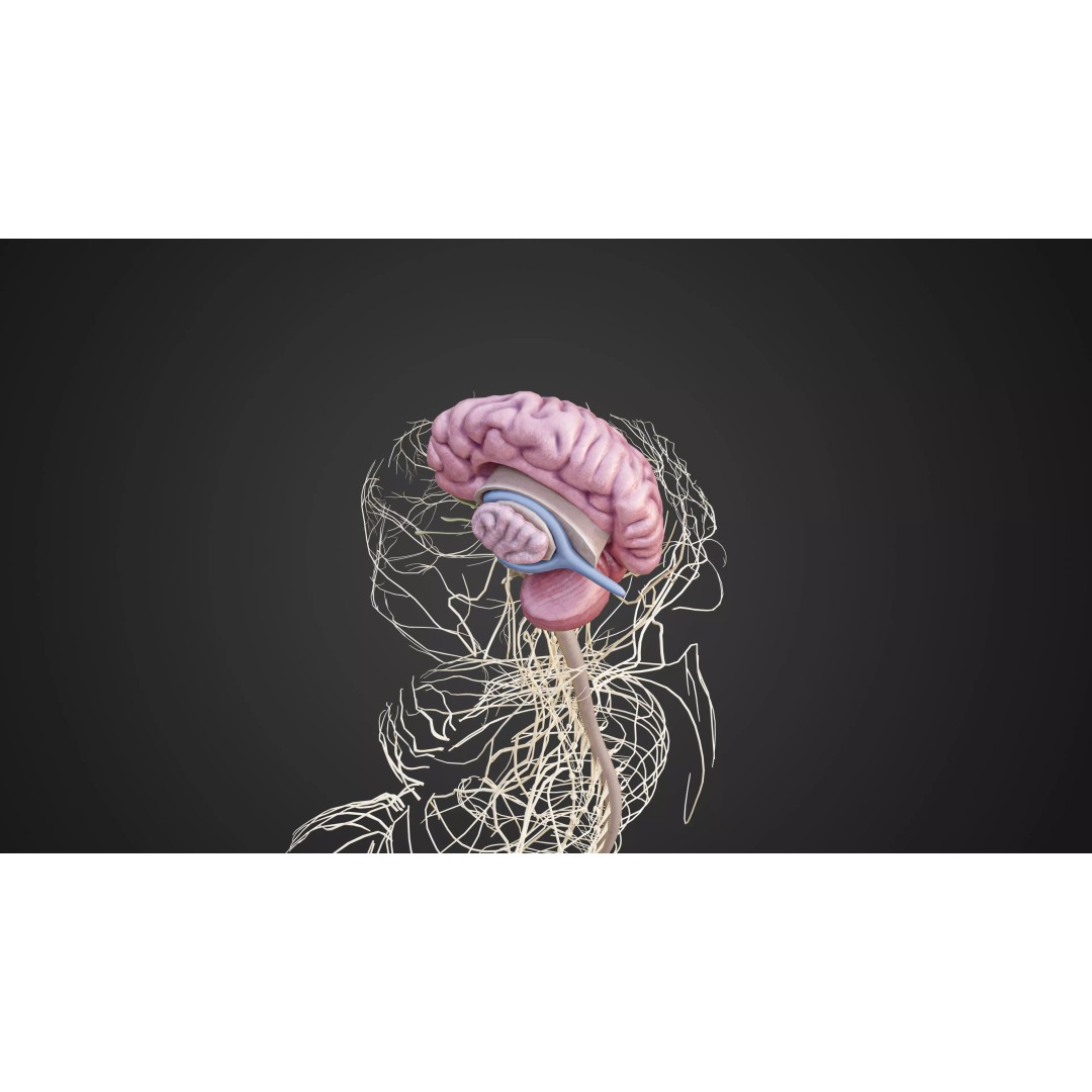 Human Nervous System 3D Model – Low-Poly Brain Anatomy, FBX & Blender - View 6