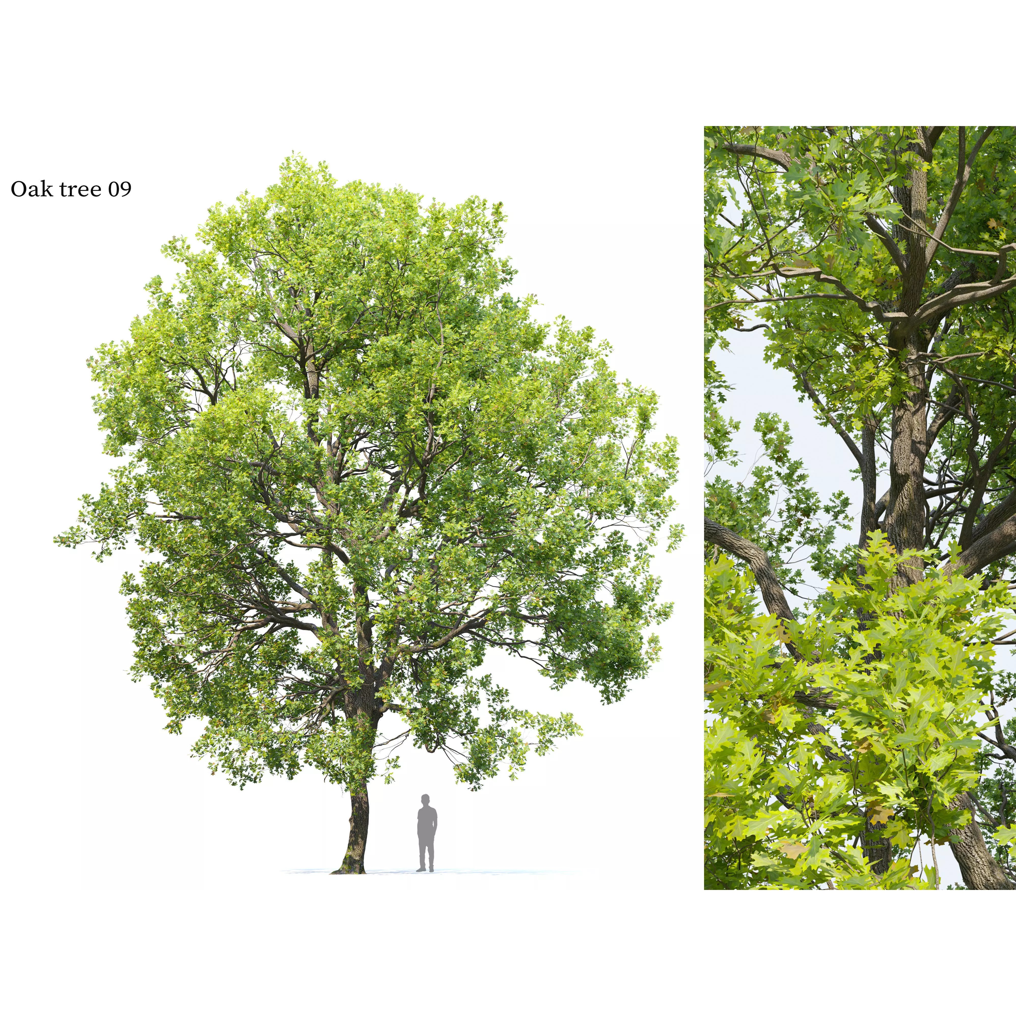 Oak Tree - Game-Ready 3D Model - View 2